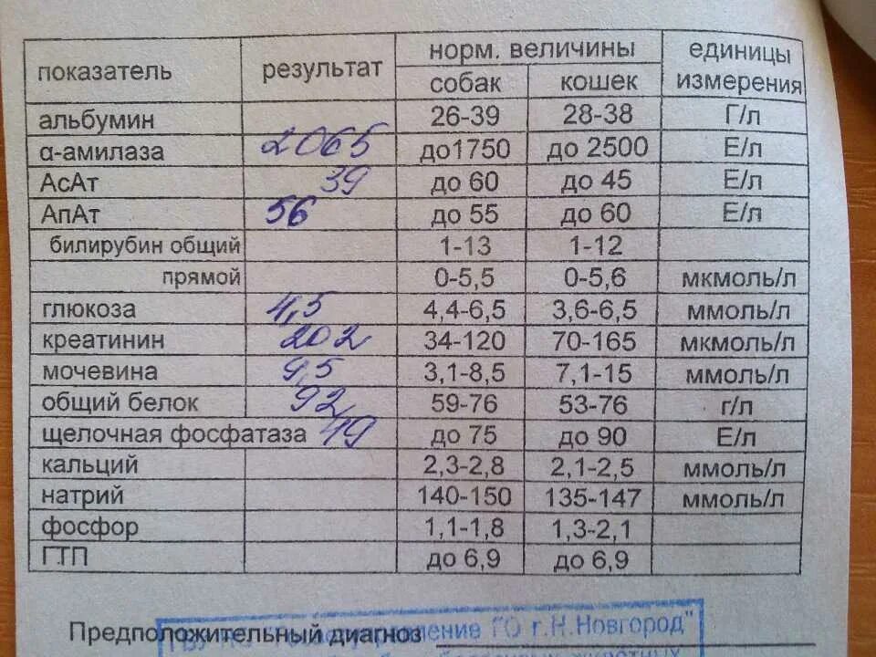 Амилаза норма. Норма алт в ммоль/л в крови. Показатели щелочная фосфатаза у собаки. Амилаза в моче норма. Анализ крови амилаза норма.