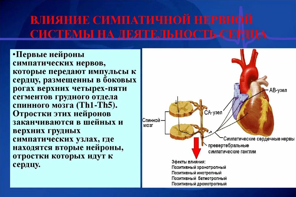 Нервные действия. Симпатическое влияние на сердце. Влияние симпатической нервной системы на сердце. Влияние симпатической системы на сердце. Влиянием симпатических нервов на деятельность сердца.