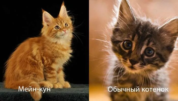 Обычный котенок и Мейн кун. Котята Мейн кун разница. Котенок Мейн кун и обычный котенок сравнение. Мейн кун метис 1 месяц. Отличить мейн