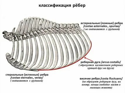 Дуги животное