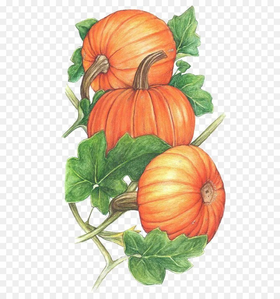 Тыква рисунок. Cucurbita Citrullus Ботанический\. Тыква для детей. Листья тыквы.
