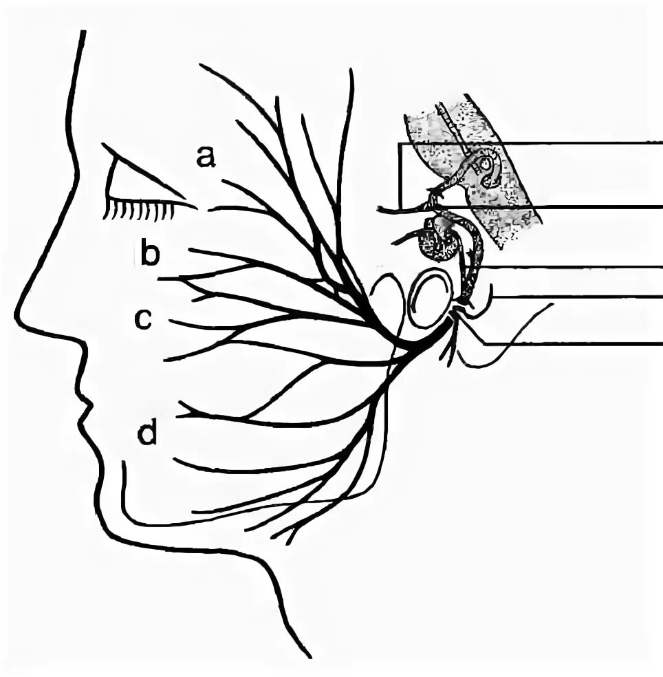 Лицевой нерв околоушная железа. Лицевой нерв анатомия топография. Лицевой нерв анатомия топография схема. Лицевой нерв в околоушной железе.