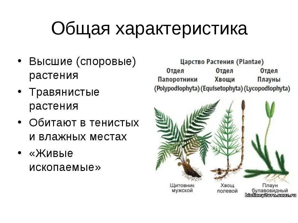 Хвощ относится к водорослям. Общая характеристика плаунов хвощей и папоротников. Характеристика хвоща высшие споровые. Общую характеристику папоротникообразных растений. Папоротниковидные высшие споровые растения.