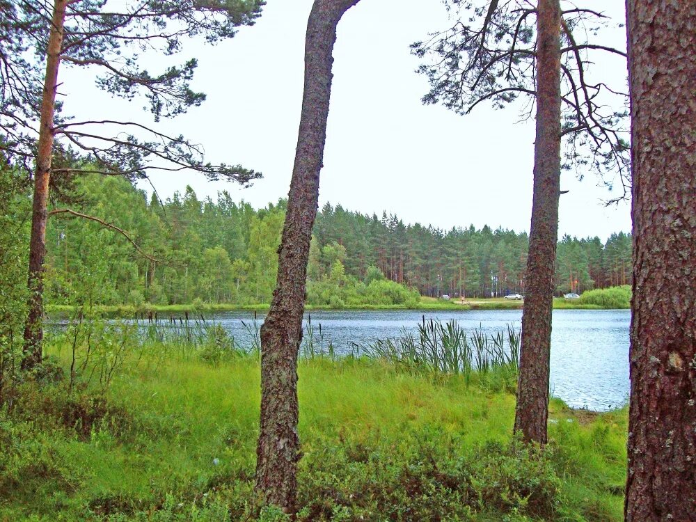 Озеро круглое ленинградская область. Озеро белец рощино. Озеро круглое ленинградская область. Озеро круглое еткуль. Озеро круглое рощино.