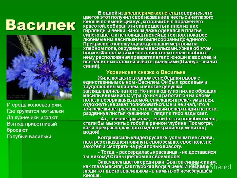 сказки платонова неизвестный цветок. описание цветка из сказки неизвестный цветок а платонова. каким вы представляете цветок. сказки платонова неизвестный цветок. платонов а.