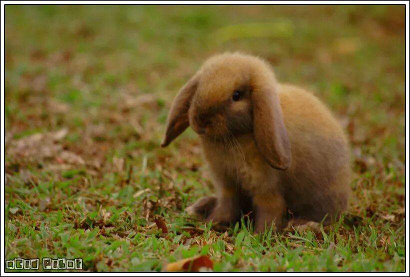 коричневый крольчонок. карликовый вислоухий баран кролик. коричневых зайчиков. карликовый кролик бурый. рыжий заяц.