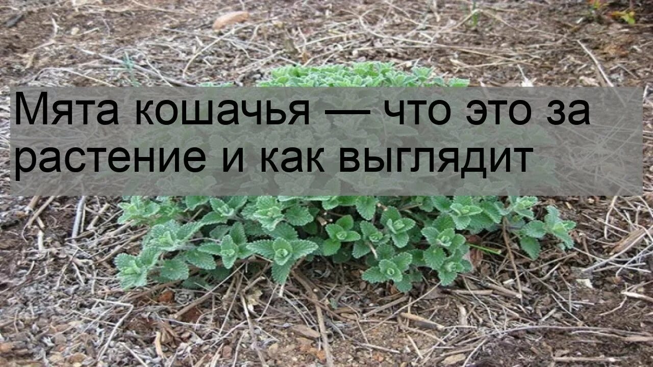 Чем отличается кошачья мята от обычной. Кошачья мята что это за растение. кошачья мята для чего. найди кошку по имени мята. для чего нужна кошачья мята для кошек.
