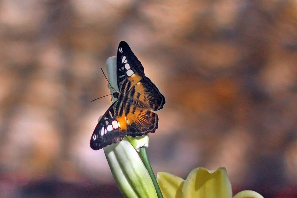 Взмах крыльев мотылька 2000. Взмах крыльев бабочки. Бабочка взмахнула крыльями. Взмах крыла бабочки. Наблюдение за бабочкой.