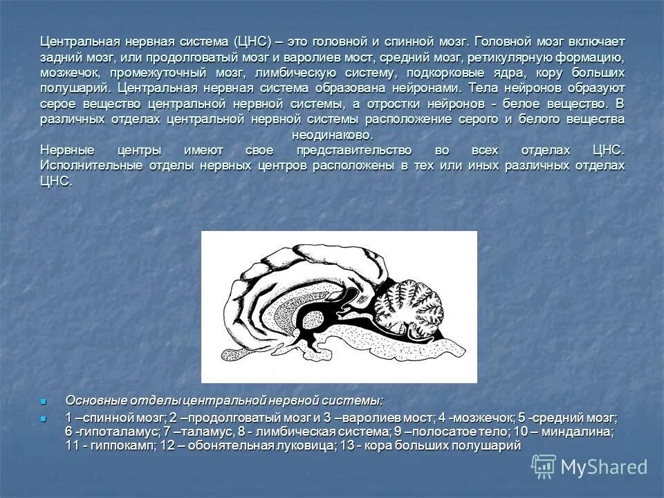 Нервная система промежуточный мозг. Задний мозг нервы. Головной мозг ЦНС физиология. Задний мозг расположение. Задний головной мозг включает