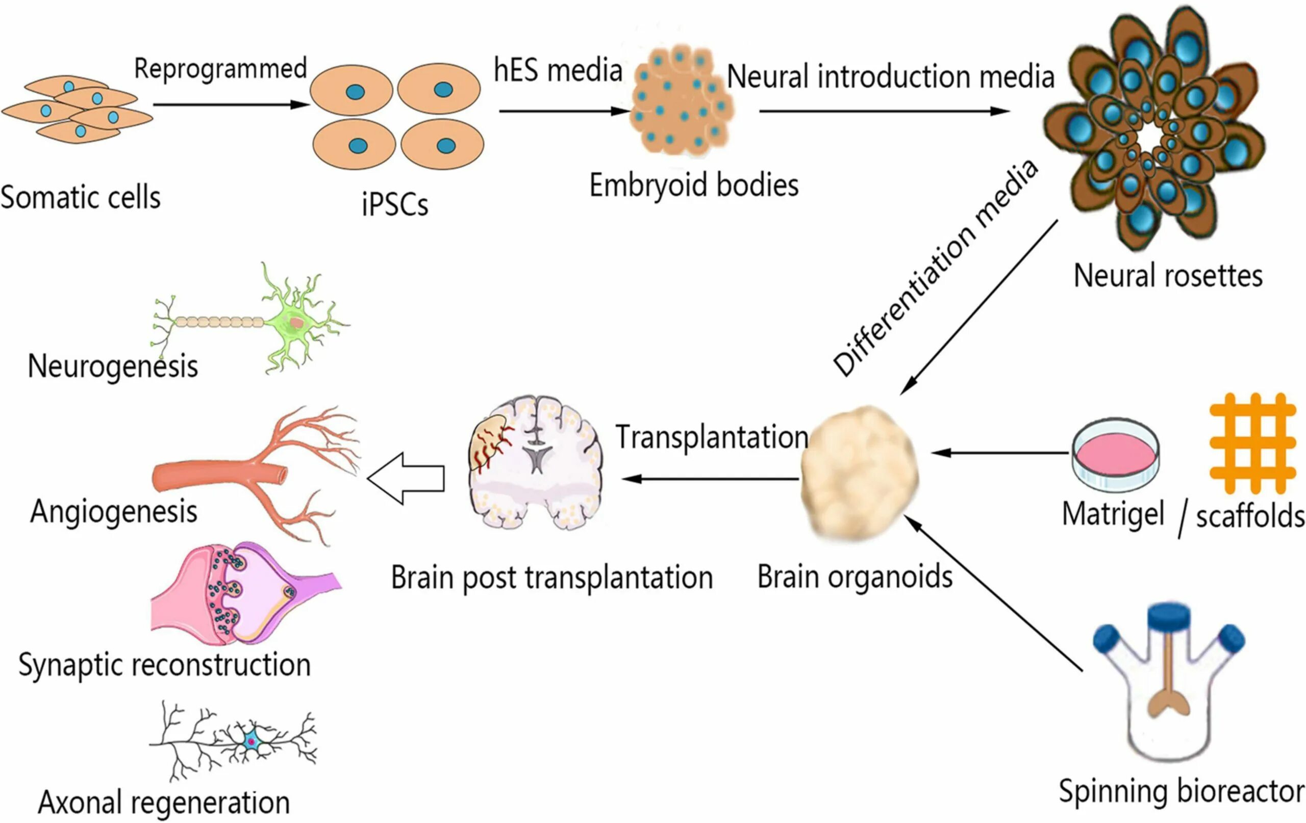 Neural development