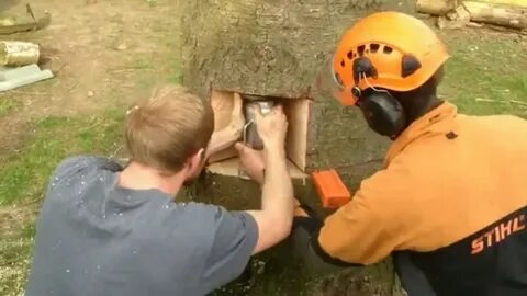 Как спиливать деревья бензопилой видео