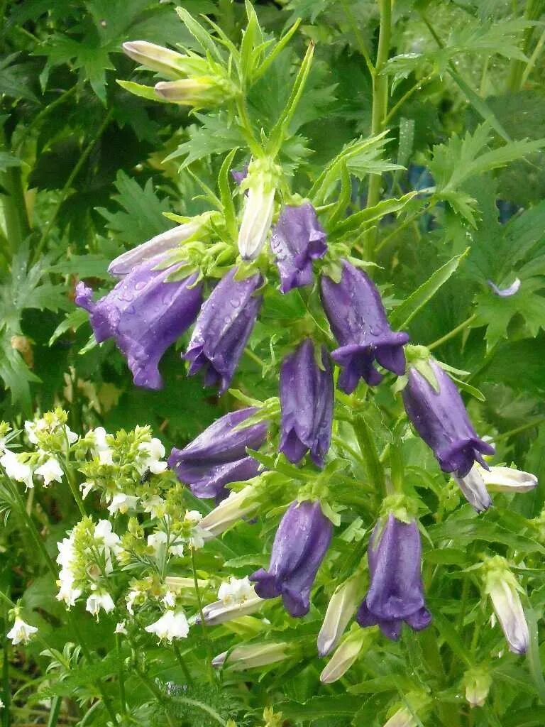 минами типа колокольчик. минами типа колокольчик. аквилегия водосбор. минами типа колокольчик. колокольчик точечный панталунс.