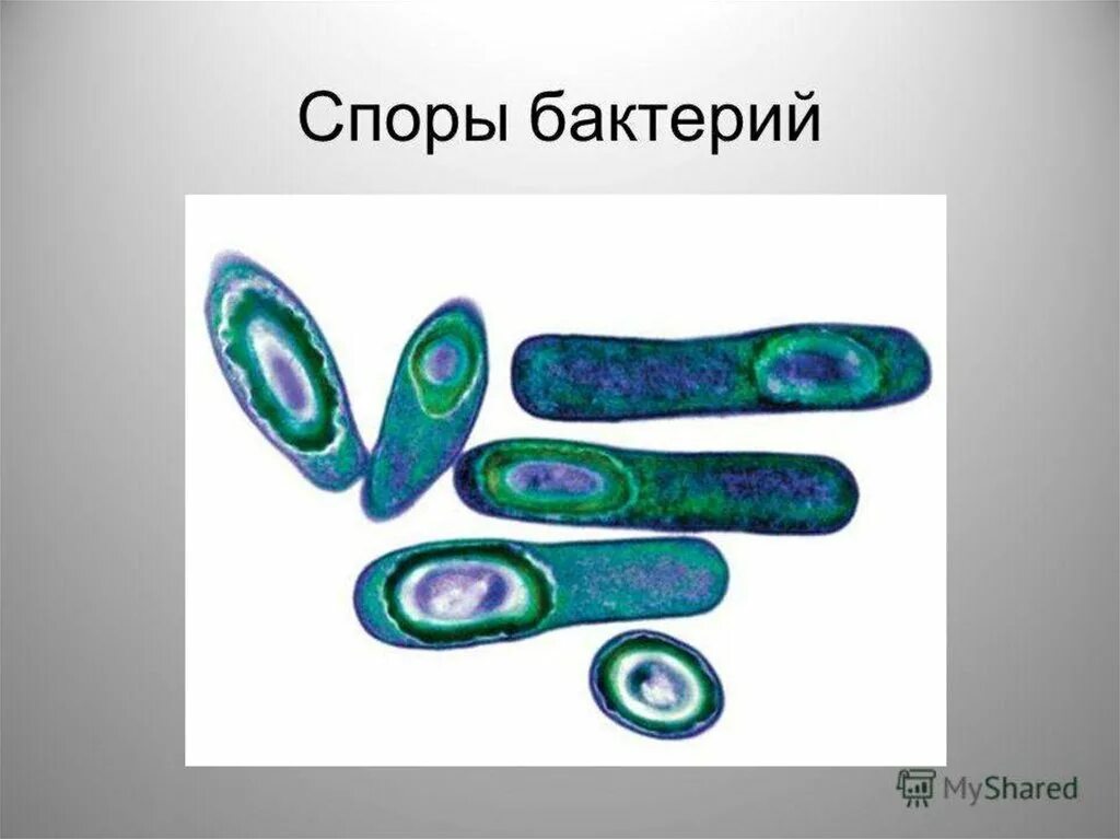 Споры бактериальной клетки. Образование спор у бактерий 5 класс биология. Спора клетки бактерии. Споры бактерий 5 класс биология.