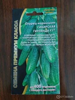 Сорт огурцов сибирская гирлянда отзывы