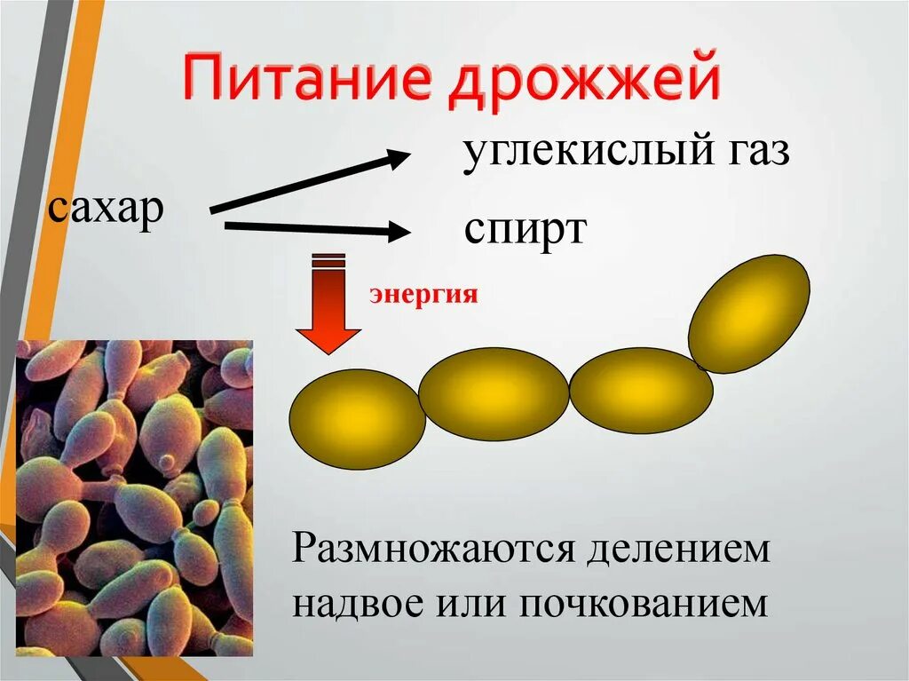 Способ питания дрожжей