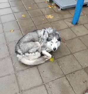 Сбитый белок