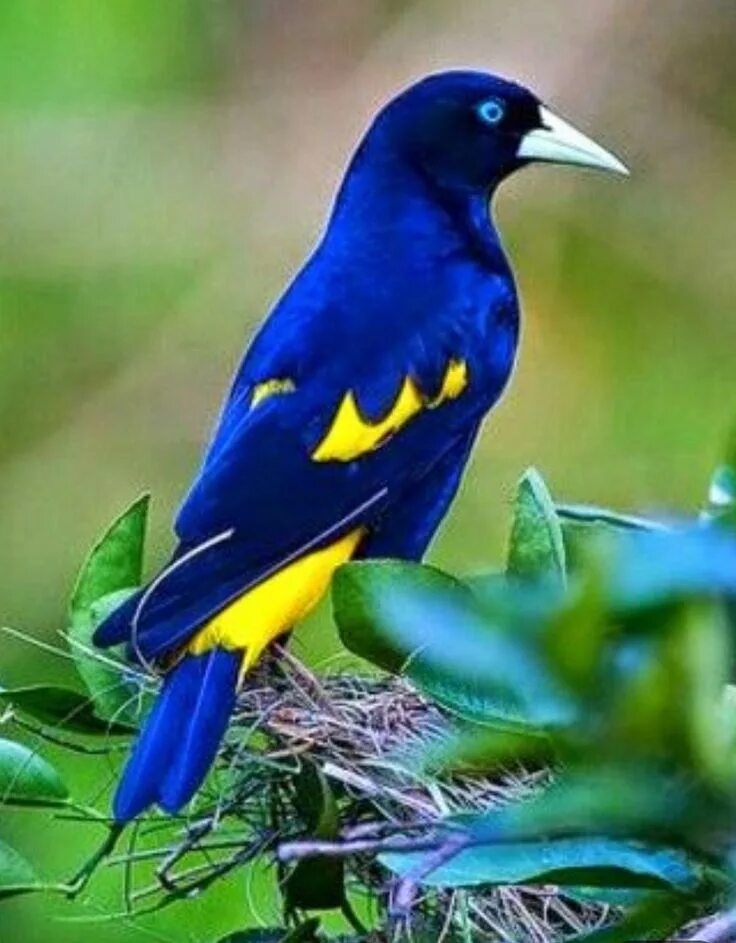 Скрытная птица. Красивые птицы. Скрытные птицы. Разноцветные птицы Краснодарского края. Тропические птицы фото.