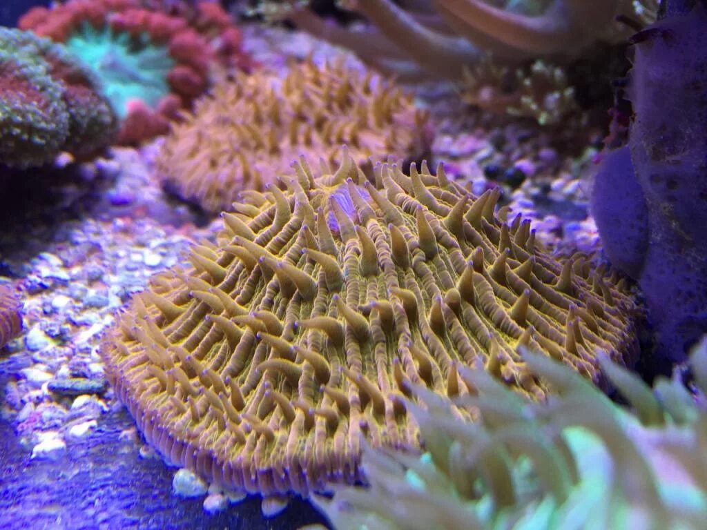 Coral 6. Коралловый полип Зоантарии. Палитоя Nirvana. Зоантусы Corals Hornet. Клавулярия двуцветная.