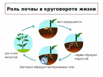 Роль тканей в жизни растений