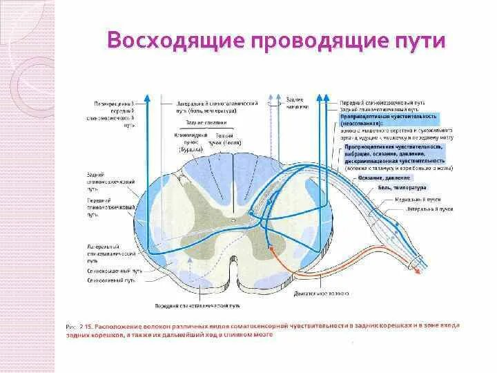 Местоположение проводящий. Проводящие пути спинного мозга: восходящие пути. Схема восходящих путей спинного мозга. Классификация восходящих путей спинного мозга. Проводящая система спинного мозга.