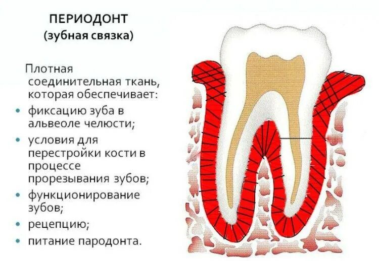 Функции тканей зубов. Анатомия строение зуба периодонт. Строение периодонта, волокна периодонта. Волокнистый аппарат периодонта строение. Фиксирующий аппарат зуба анатомия.