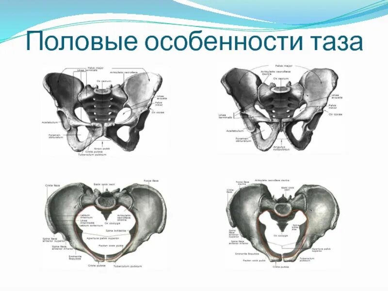 Половые различия таза таблица. Половые и возрастные особенности в строении таза. Возрастные различия строения таза. Половые различия мужского и женского таза.