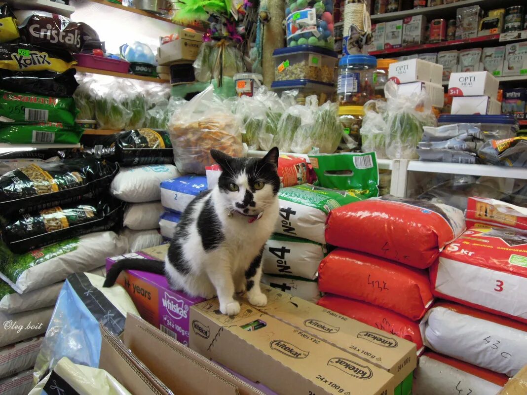 Cat store. Кошка в магазине. Кошачий магазин. Магазин кошечка. Магазин котенок.
