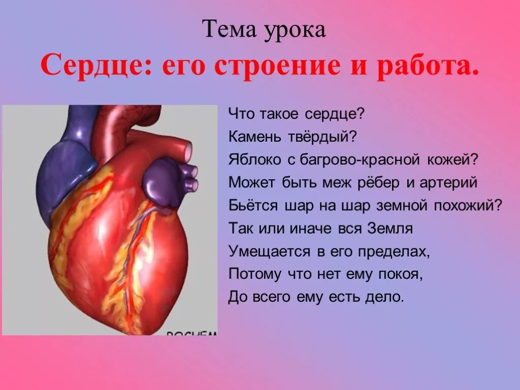 Тема урока сердце. Доклад на тему сердце. Строение сердца человека. Факты систем органов человека