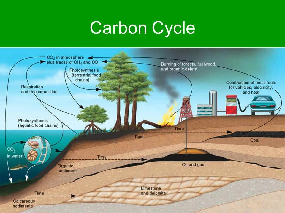 Fill in source fossil carbon organisms