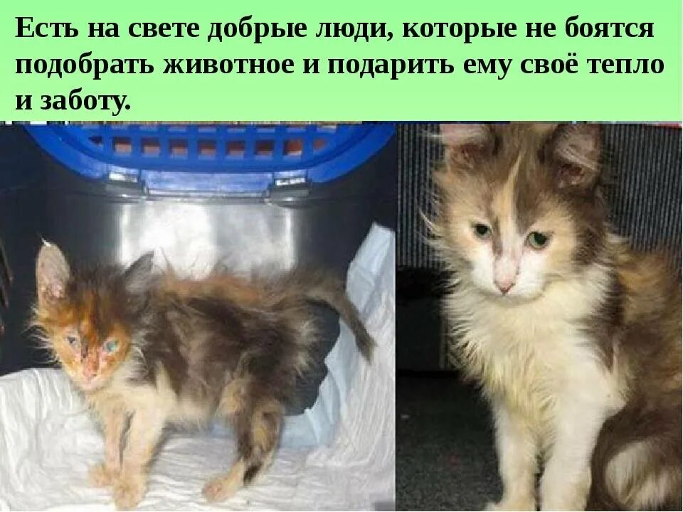 Котенок подобранный с улицы. Кошки до и после приюта. Котята до и после спасения. Подобранные котята до и после. Бездомные котята до и после.