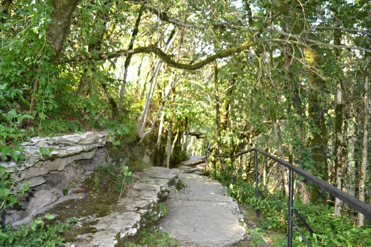 Самшитовая роща 2024 год. Тисо-самшитовая роща. Самшитовая роща 2024 год. Хоста заповедник самшитовая роща. 1000 летнее дерево тисо самшитовая.