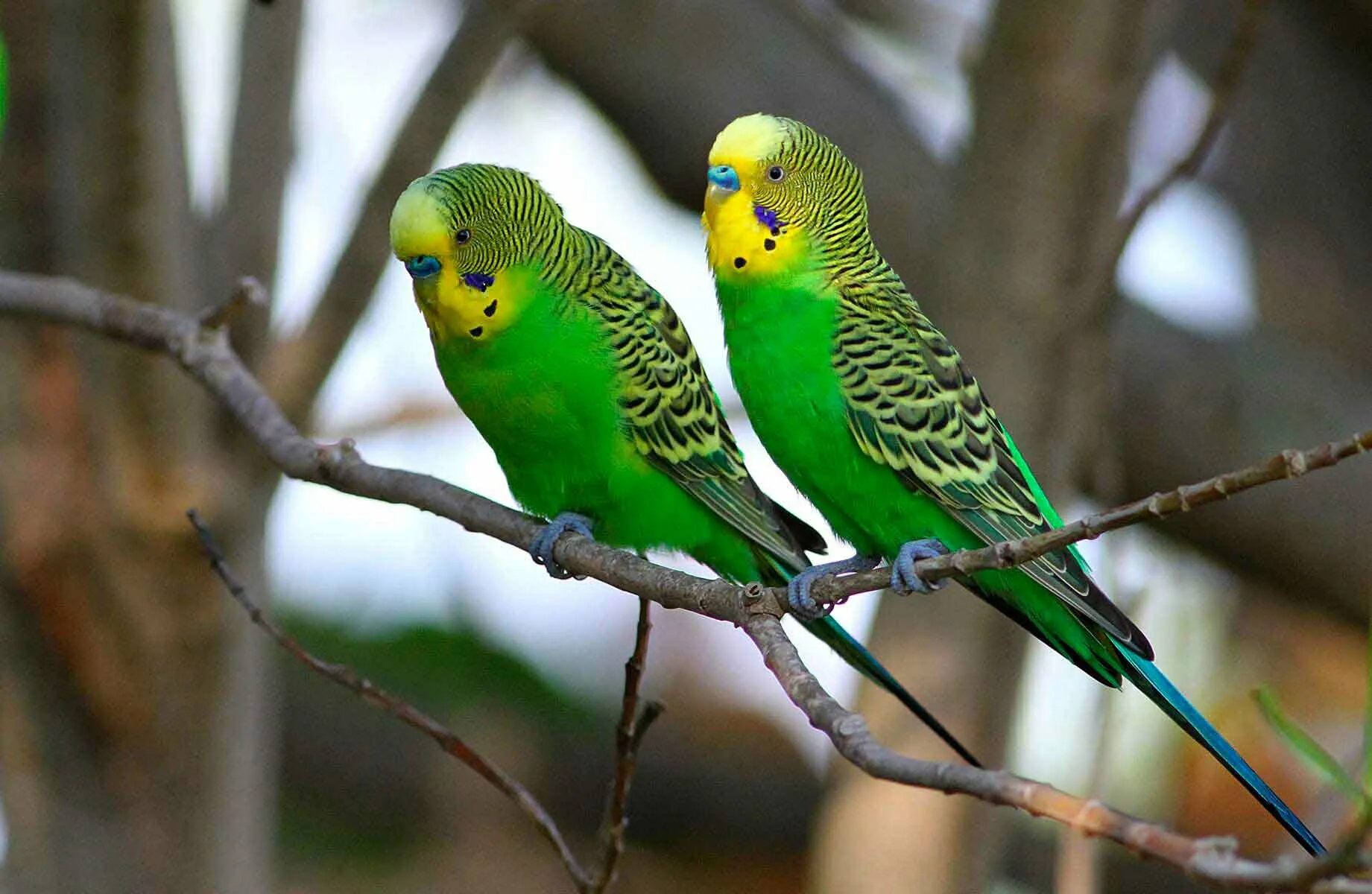 Попугаи волнистые попугайчики. Попугай зеленый волнистик. Желтоголовый волнистый попугайчик. Волнистый попугай салатовый.