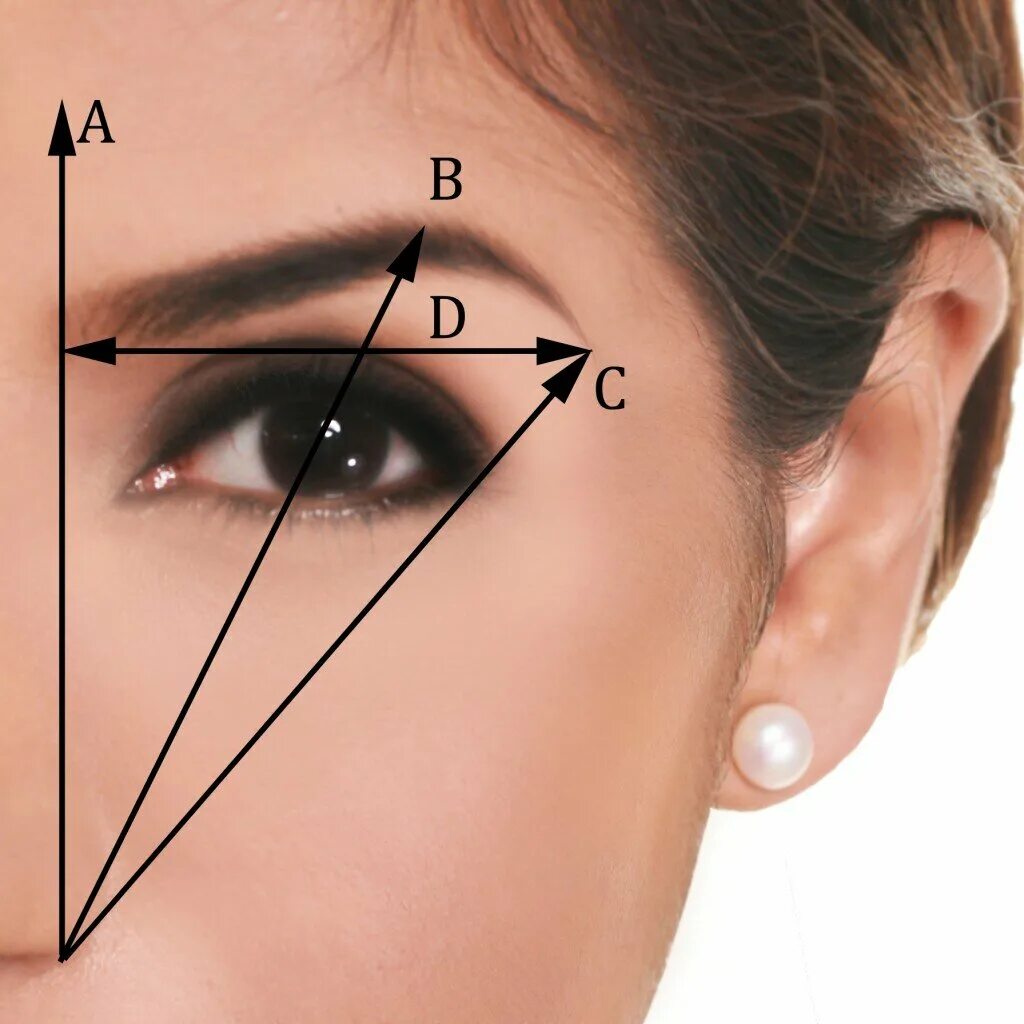 B идеальная точка. Идеальная форма бровей. Правильная вормс бровей. Правильное выщипывание бровей. Правильное ощипывание бровей.