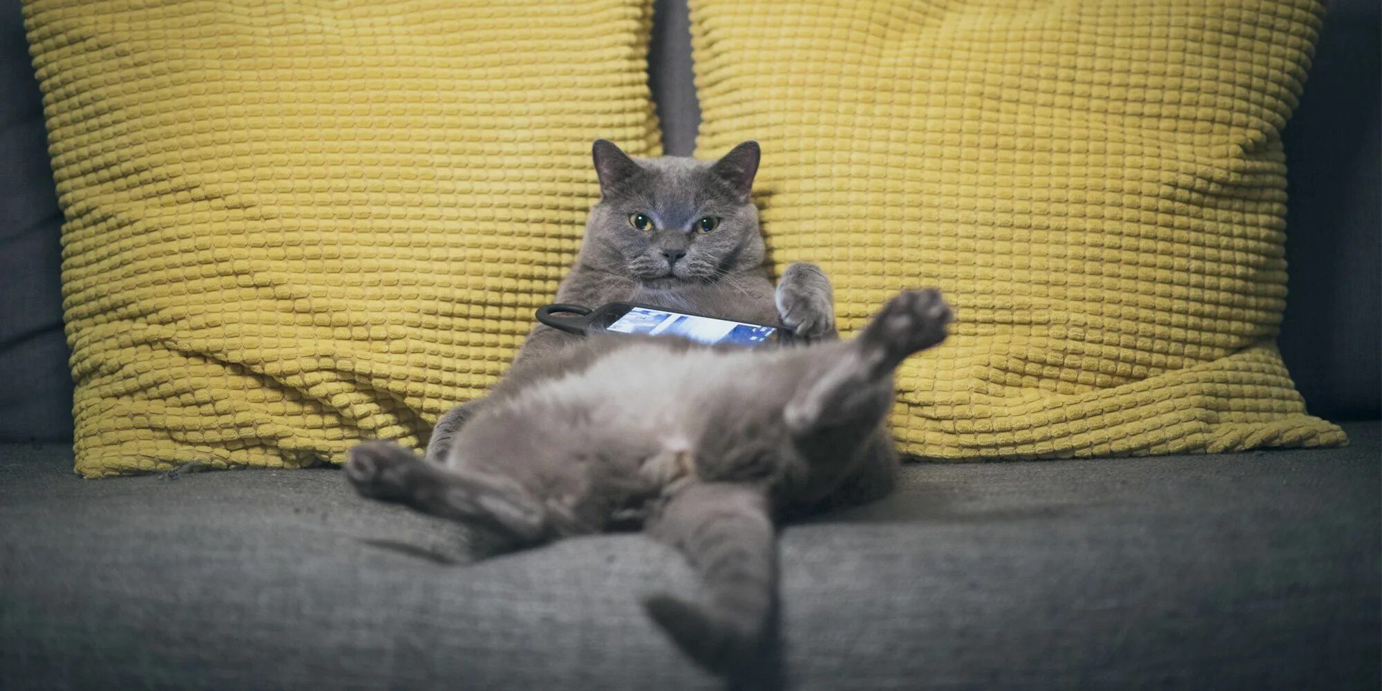 Котик спит. Спящий кот. Ленивый котик. Лень картинки. Кот лени.