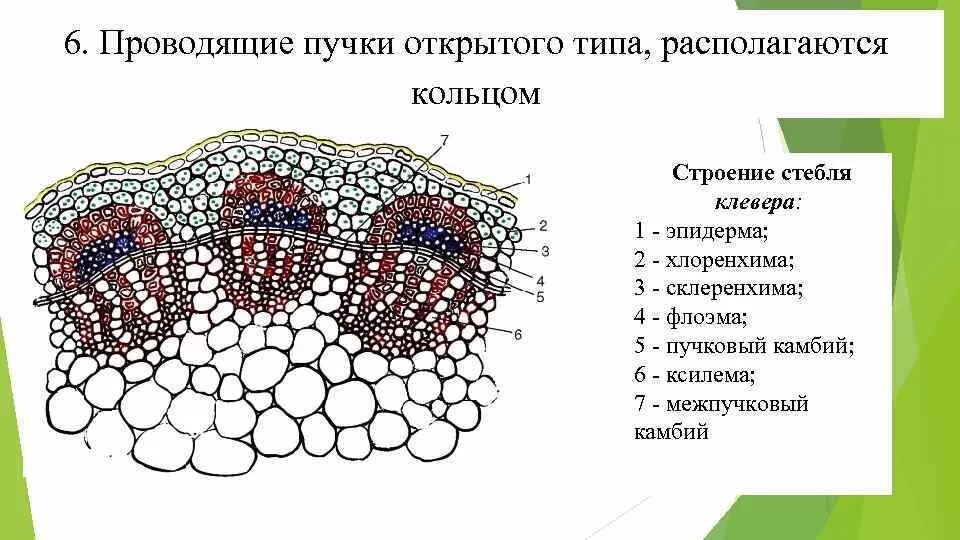 Проводящие пучки состоят из. Пучковый Тип строения стебля клевера. Строение стебля срез клевера. Проводящий пучок листа строение. Строение сосудисто волокнистого пучка.