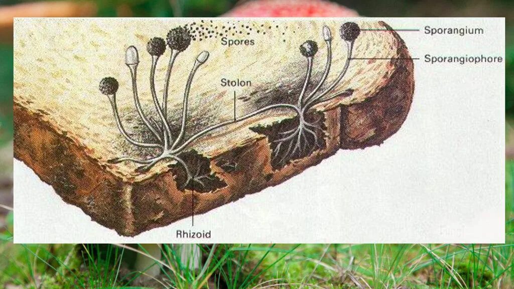 Мукор ризопус. Хлебная плесень ризопус. Плесень ризопус (Rhizopus oligosporus). Грибы рода Rhizopus. Организмы со спорами