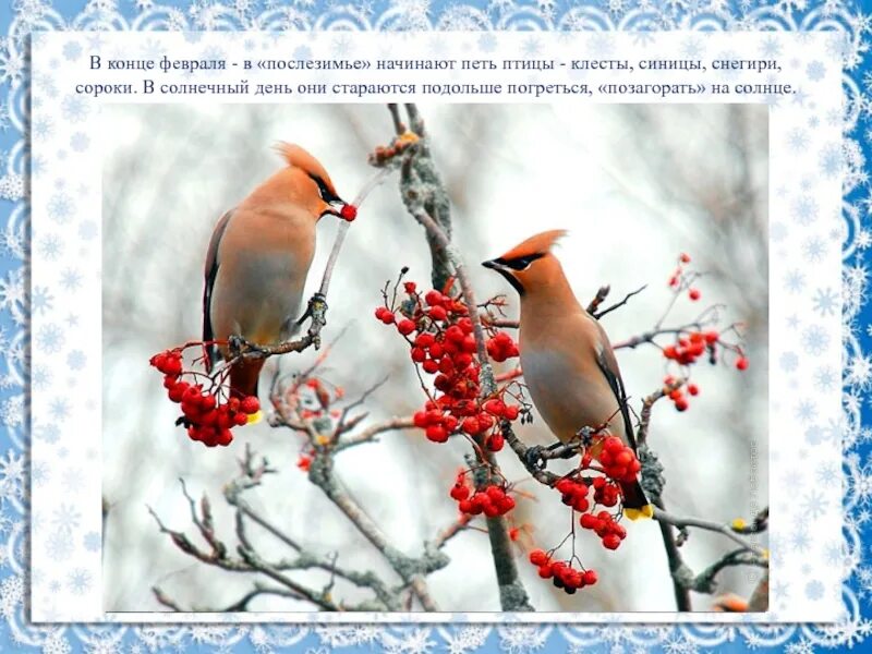 Птицы в феврале. Птицы начали петь. В феврале начали петь птицы. Февраль птички начинают петь.
