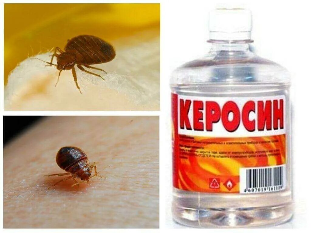 Как избавить от клопов. Уксус от клопов. клопов средство от клопов.