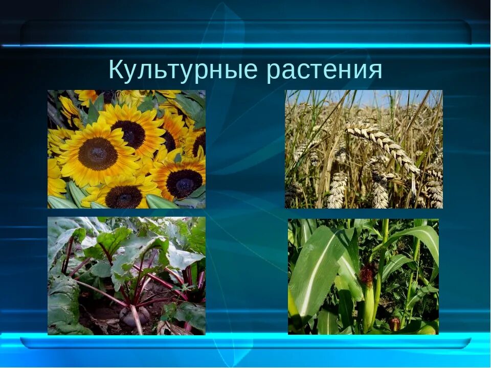 Культурные примеры. Культурные растения. редкие культурные растения. разнообразные культурных растений. культ растений.