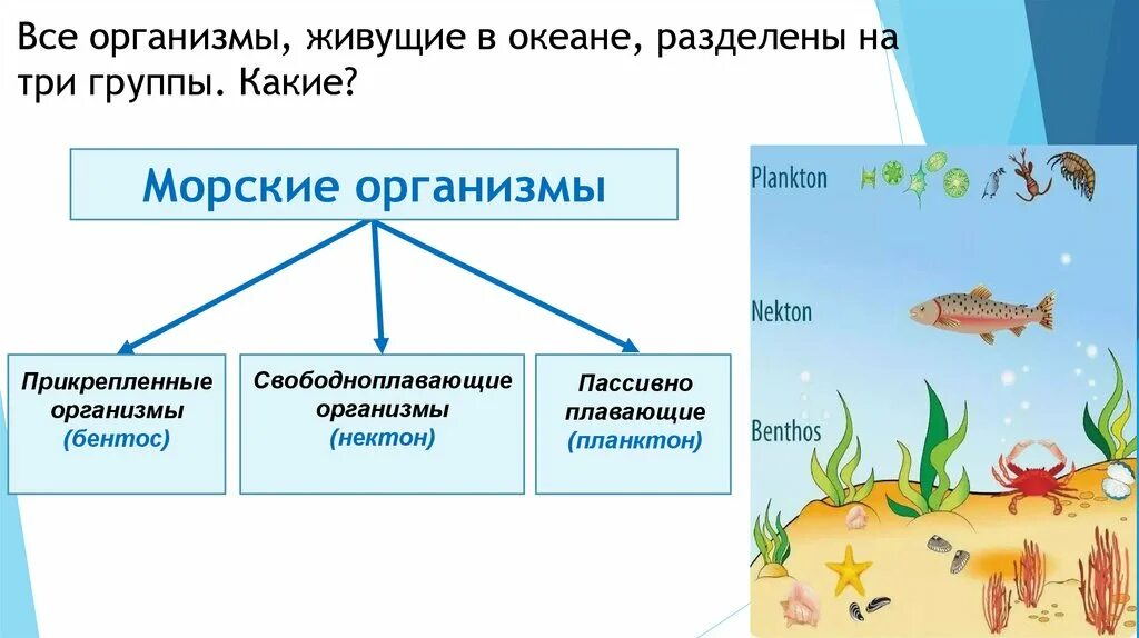 Приведите примеры живых организмов обитающих. Организмы в морях и океанах. Жизнь организмов в морях и океанах. Группы организмов в мировом океане. Группы живых организмов в океане.