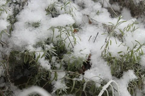 Какая трава зимой