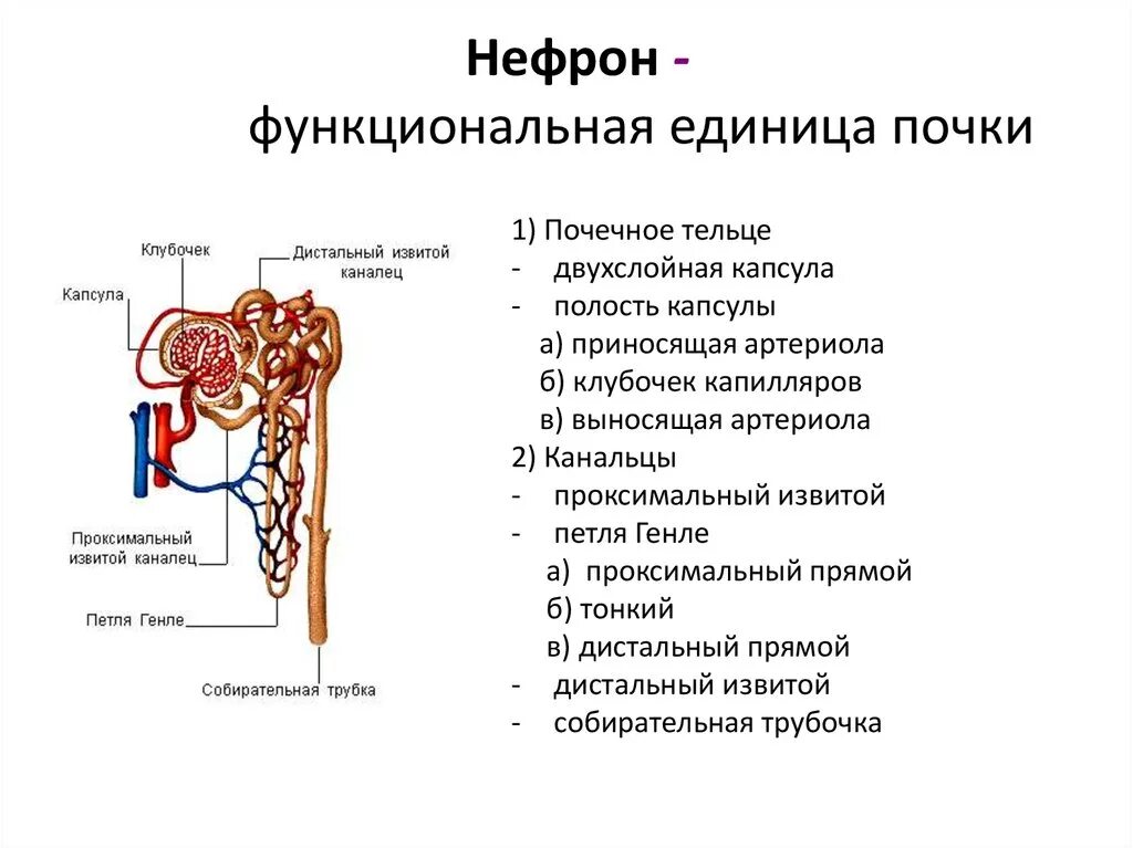 1 нефрон состоит из. Нефрон почки строение и функции. Функция капсулы нефрона почки. Нефрон строение функции анатомия. Структурно функциональные части нефрона.