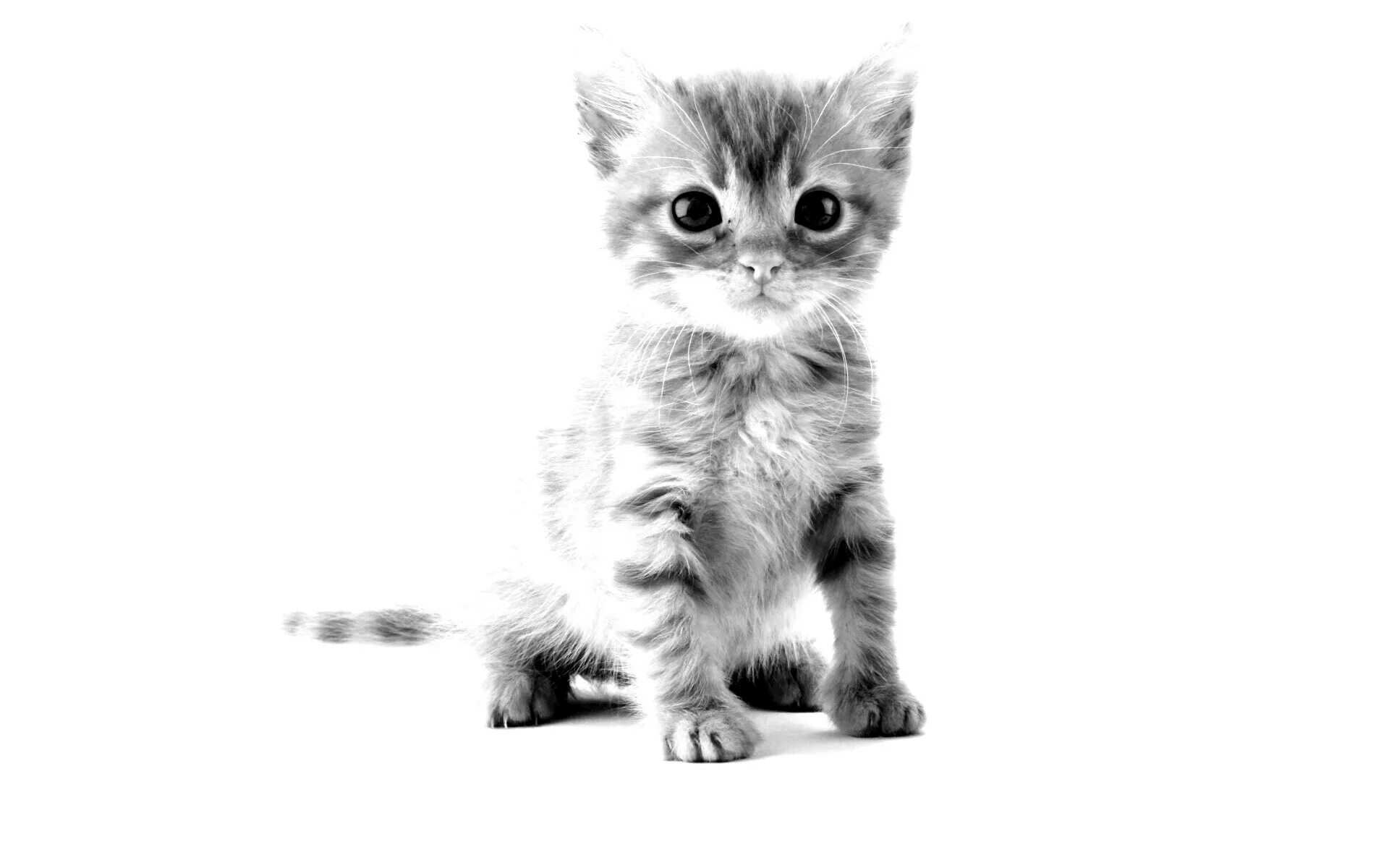 дай картинку кота. картинки котят. милые коты. черный котенок. котенок.