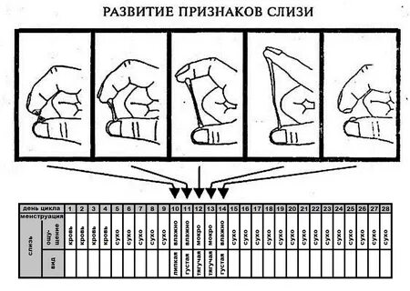 Яичный белок после овуляции форум