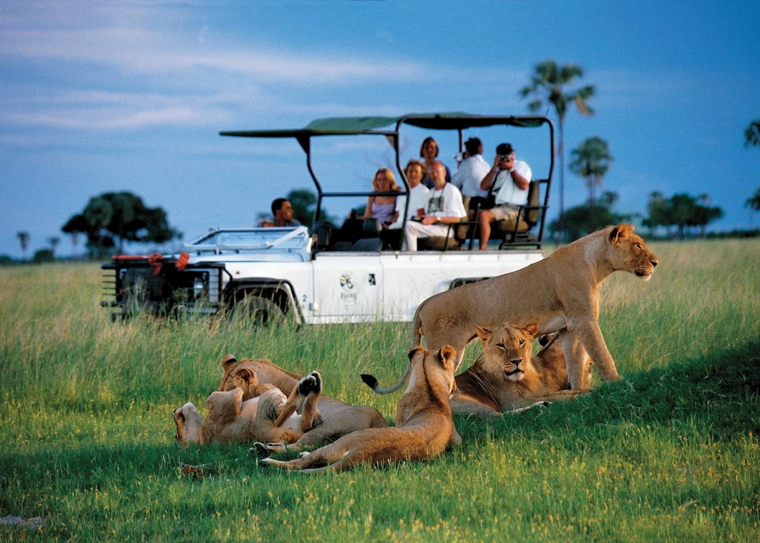 Огромное многообразие. Кения парк сафари Найроби. Сафари тур в Танзании. Серенгети сафари. Сафари парк Танзания.