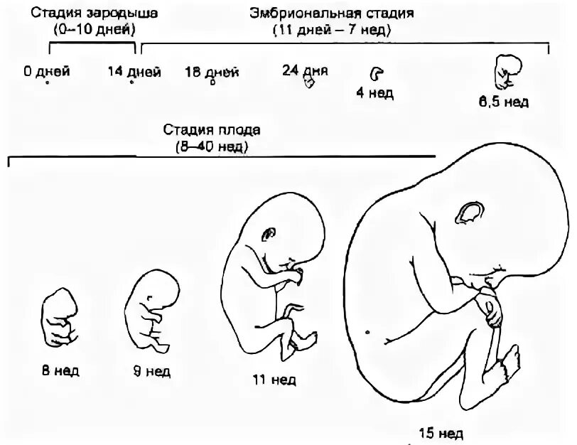 Схема периодов внутриутробного развития плода. Критические периоды пренатального развития. Фазы пренатального развития. Фазы пренатального развития. Критические этапы внутриутробного развития.