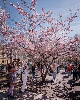 Когда цветет сакура на литейном