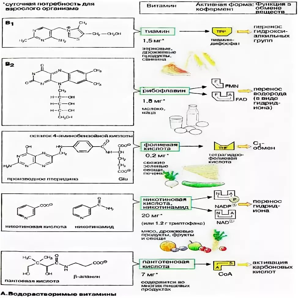 Номенклатура витаминов. Наглядная биохимия. Витамины ферменты гормоны. Витамины ферменты гормоны и их роль в организме. Гормоны ферменты таблица