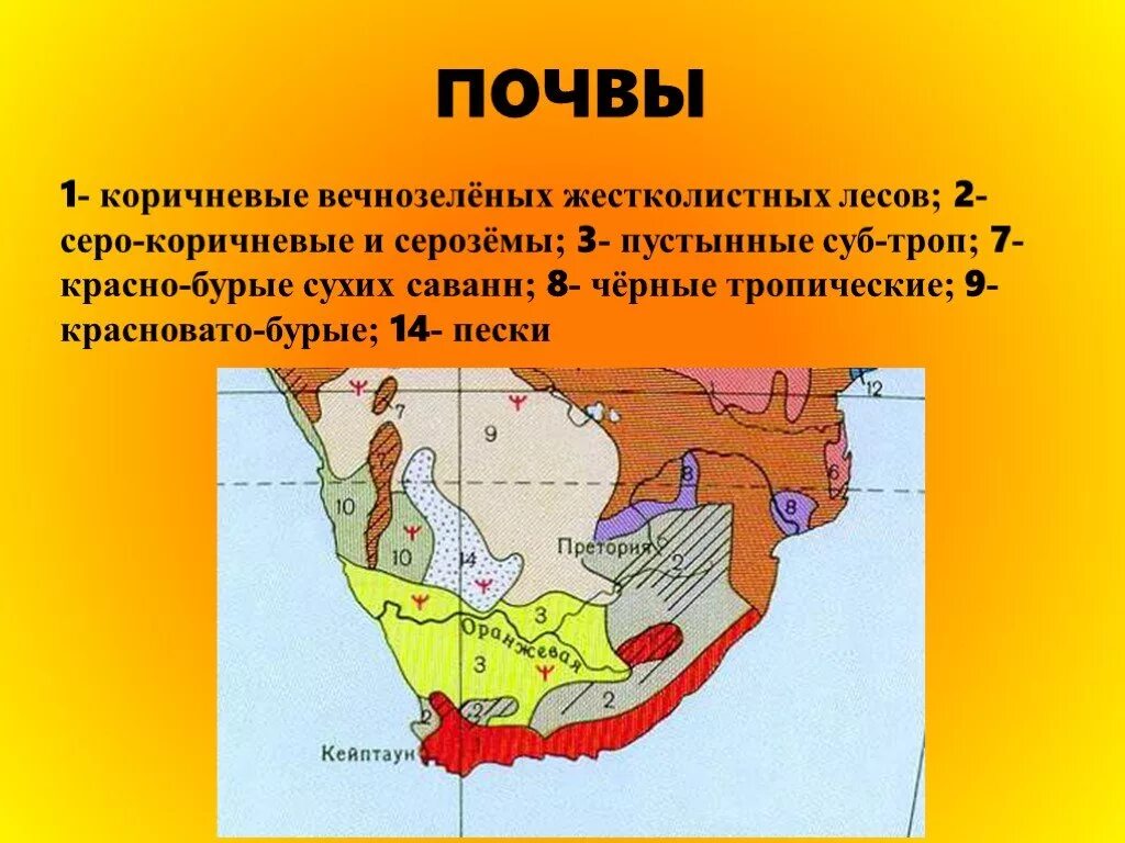 Вечнозелёные леса почаа. Почва вечнозеленых лесов. Почва жестколистных лесов. Жестколистные вечнозеленые леса почва. Климатический пояс жестколистных лесов