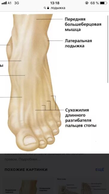 Нога человека щиколотка. Лодыжка на ноге у человека анатомия. Латеральная лодыжка. Голень лодыжка щиколотка.